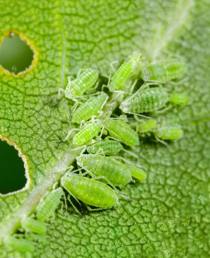Aphid Control Services
