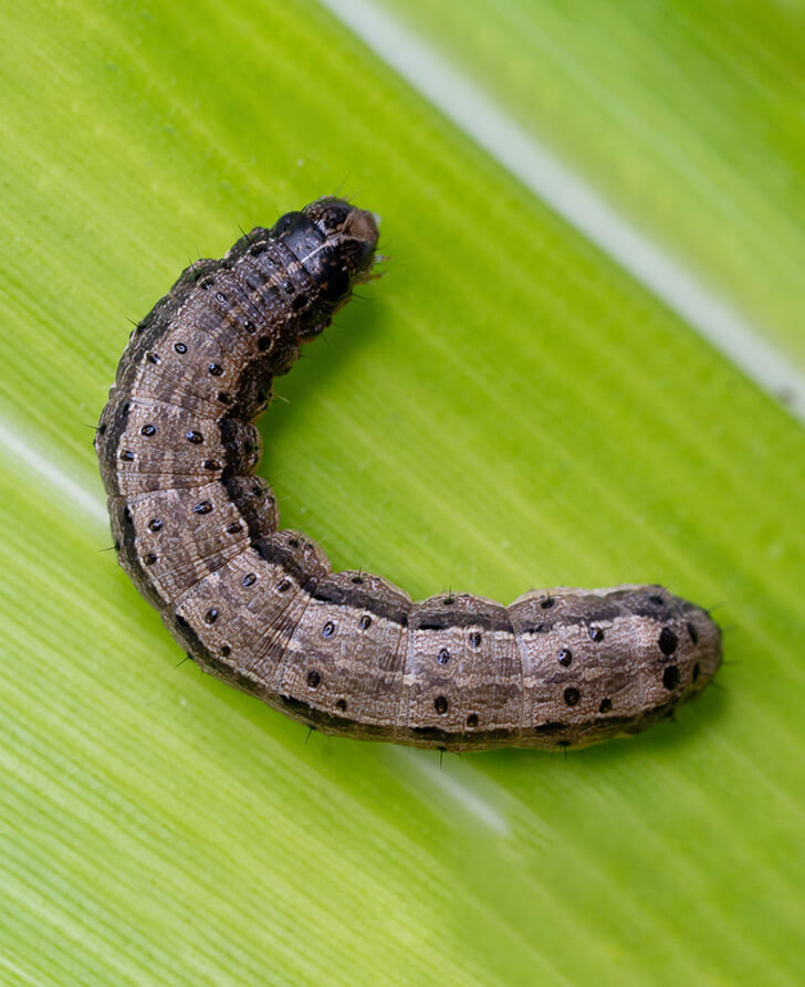 Armyworm Removal Service