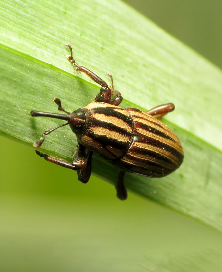 Billbugs Control Services