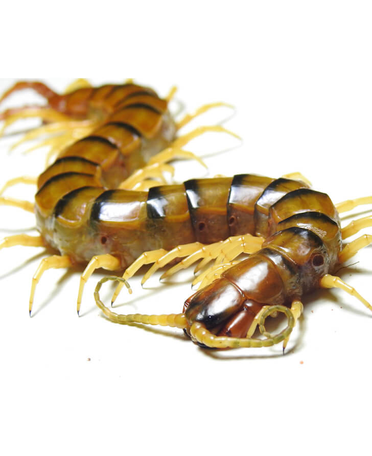 Centipede Control Service