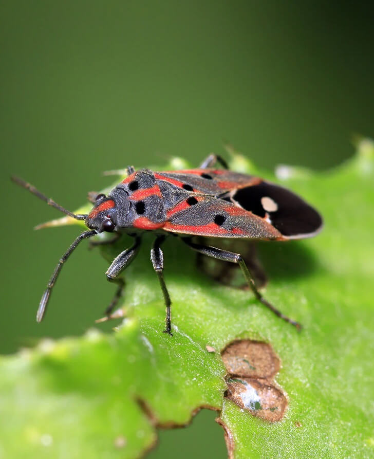 Chinch Bug Control Services